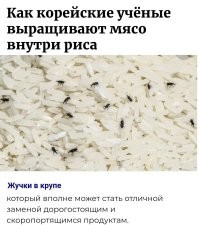 Как корейские учёные выращивают мясо внутри риса
