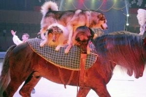Ключевые слова: "более 6 миллионов просмотров. Это помогло женщине заработать". Вот еще один пример удивительной дружбы. И тоже совершенно "случайно"!... )