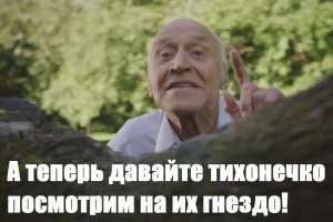 Встреча со стаей мангалов