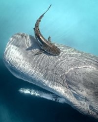 У меня вопрос по этой фотографии. 
Что может чистить тигровая акула у кашалота? Откуда они такое название взяли?
Кашалот точно дохлый иначе он и близко тигровую акулу не подпустил.