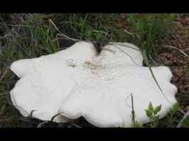 Те кто из Алма-Аты поймут сразу что это , а для других описание это степи наши Баканас и вот так мы там грибы собираем :)
