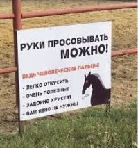 Жираф выхватил ребёнка из автомобиля во время сафари