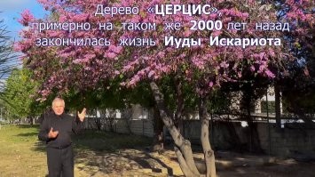 Вот фамильное дерево зеленского.