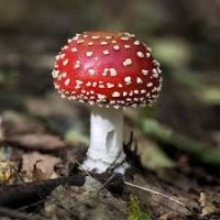 Россия )))