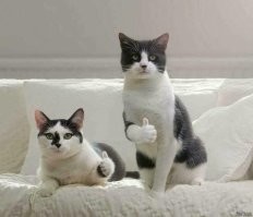 Создана вакцина, которая поможет кошкам жить до 30 лет