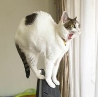 20 котов, чьи позы ломают человеческий мозг