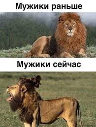 Перегрев и зависимость от самок: чем львы платят за свою шикарную гриву?