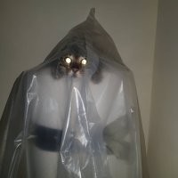 20 котов, чьи позы ломают человеческий мозг