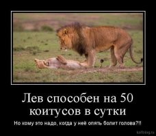 Перегрев и зависимость от самок: чем львы платят за свою шикарную гриву?