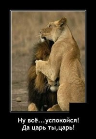 Перегрев и зависимость от самок: чем львы платят за свою шикарную гриву?