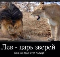 Перегрев и зависимость от самок: чем львы платят за свою шикарную гриву?