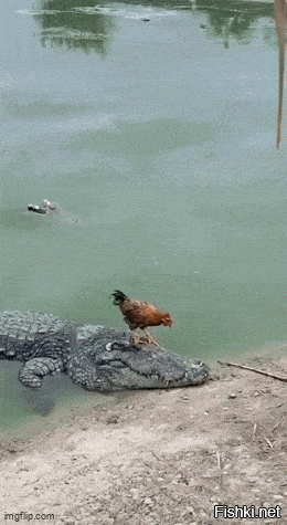 крокодилов вообще за людей не держат!