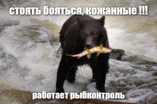 Медведь стащил улов рыбаков
