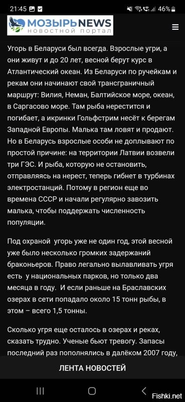 Охохонюшки... Вам когда нибудь там угорь с икрой попадался? Или с развитыми молоками? Если поймаете- тащите зоологам, будет сенсация. 
Вот, ваша белорусская же статья,  копировать нельзя, поэтому скрин. Называется" угорь может исчезнуть из белорусских рек и озёр в ближайшие годы" от 2019 года