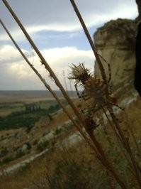 Это в Крыму, на Белой скале. (август 2011г.)