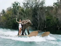 Учитывая, что ноги слонихи цепями прикованы к "лыжам" - выбора особого у нее не было...