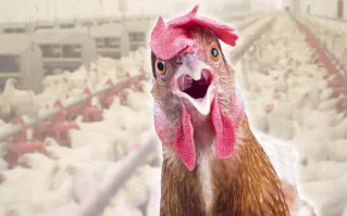 обычные курицы, за курицу бузову минус.