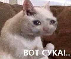 Жители Ленинградской области призывают найти хозяина, который выбросил домашнего кота из машины