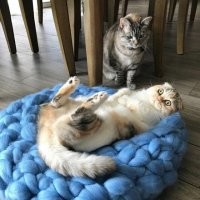 Когда кастрировали , тогда вот так