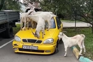 А у нас на автомобилях пасутся
