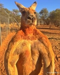 - давай сюда зеленого, я его и без воды на ремни порву