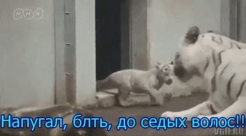Просто гифки, всякие и&nbsp;разные