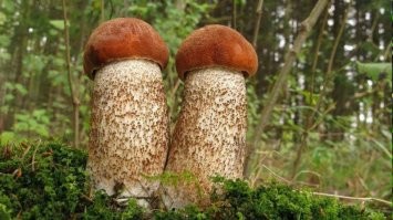 Православные активисты пожаловались в прокуратуру на скульптуры грибов в Коми