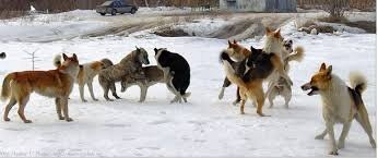 В Балашихе два дня отмечали свадьбу со стрельбой и лезгинкой