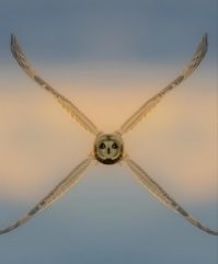 Намешалось