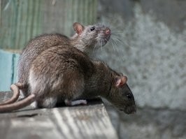 Забыли главных выживальщиков.