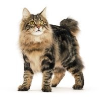 Вот тоже маленькая кошечка! Так, для примера!))
У курильских бобтейлов хорошо развит охотничий инстинкт.
Считается, что они легко уживаются с другими кошками или собаками, а вот хомяков, морских свинок и других небольших питомцев могут воспринимать как добычу.
Кошки этой породы охотятся не только на мелких грызунов. Они не боятся воды, любят купаться и в охотничьем азарте могут кинуться в воду за рыбой.
Считается, что в дикой природе курильские бобтейлы охотились небольшими стайками и могли поймать небольшого медведя или лося.