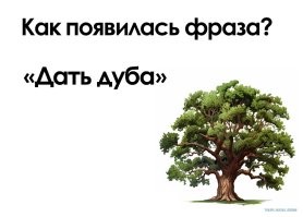 Жёлудь даст дуба?