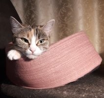 куда котится мир....