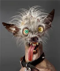 "Оствьте "Вискас" своему коту": врачи предупреждают, что квадробинг опасен для здоровья