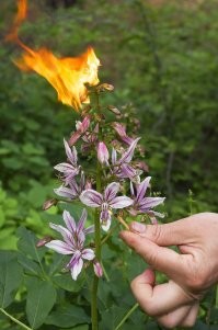 Кошмарное растение! В горах нечто похожее есть - неопалимая купена или ясенец. Ожоги такие же при прикосновении, а летом вокруг растения  образуются выделения, и если поднести спичку происходит воспламенение.