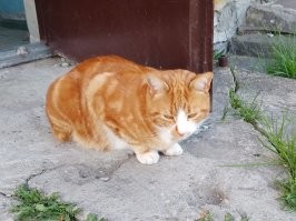 Рыжие наглее других . Сын в приюте потянулся за черно-белым, а рыжий выскочил сбоку, вцепился в рукав и... взяли обоих. Рыжая наглая морда досталась нам )))