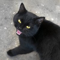 Вот и моя котя, так-же выбрала себе человека))).