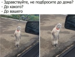 Человек, бери нас и неси к себе домой!