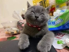 Прищур как проявление кошачьих эмоций
