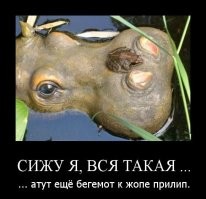 Ремора: почему акулы терпят и никогда не едят прилипал?