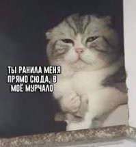 Человек, бери нас и неси к себе домой!
