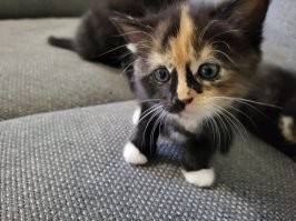 100% Обе девоньки.