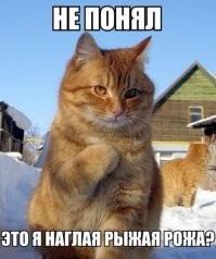 Человек, бери нас и неси к себе домой!