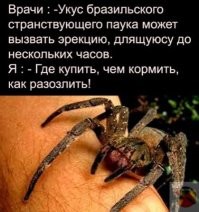 Опасный паук, которого можно случайно купить вместе с фруктами
