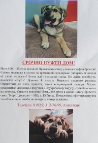 Не все лапки с улицы попадают сразу к хозяевам и хорошим людям. Многие остаются на улице, а некоторым помогают волонтёры в приютах - лечат их и прививают в ветеринарных клиниках, а затем пристраивают в хорошие ручки.
У меня две кошки Тигра и Ева - обе они с улицы.
Быть добру!