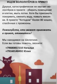 Не все лапки с улицы попадают сразу к хозяевам и хорошим людям. Многие остаются на улице, а некоторым помогают волонтёры в приютах - лечат их и прививают в ветеринарных клиниках, а затем пристраивают в хорошие ручки.
У меня две кошки Тигра и Ева - обе они с улицы.
Быть добру!