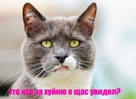 Топ-дебильных вопросов на собеседовании, от которых соискатели выпадали в осадок