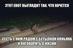 Мужчина спас подавившегося вкусняшкой енота