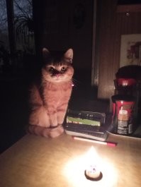 Кот Кузя, взят с передержки.