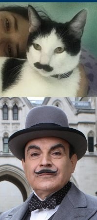 Котик с "усами" стал звездой соцсетей и похитителем женских сердечек